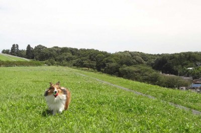 Shetland Sheepdog runs in field
