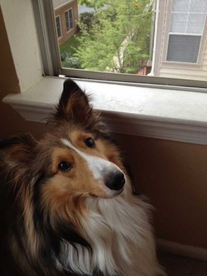 Sheltie looking out window.
