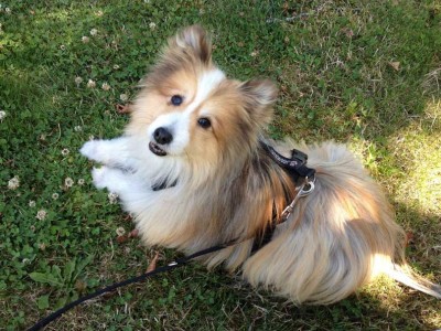 Cute Sheltie on grass