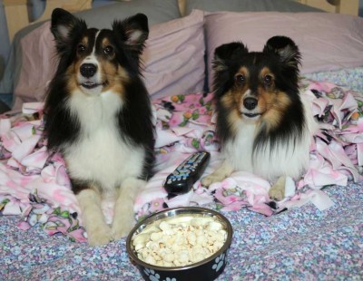 Shelties on bed with popcorn