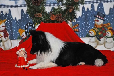 Sheltie and Christmas toy