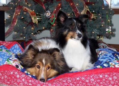 Shelties on bed under Christmas tree