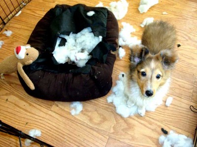 Sheltie puppy and sock monkey