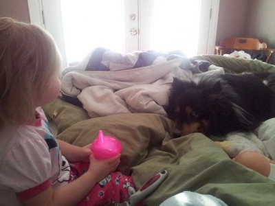 Sheltie and child on bed