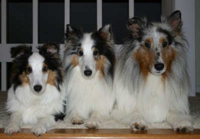 3shelties