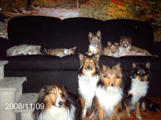 Shelties
