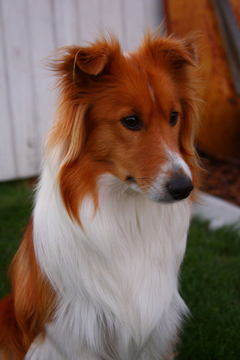 Bella4