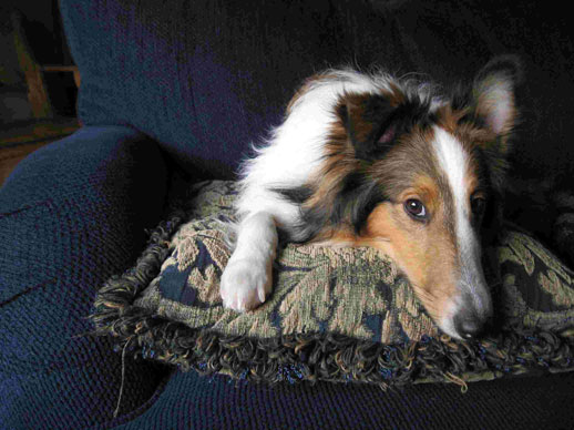 Mypillow