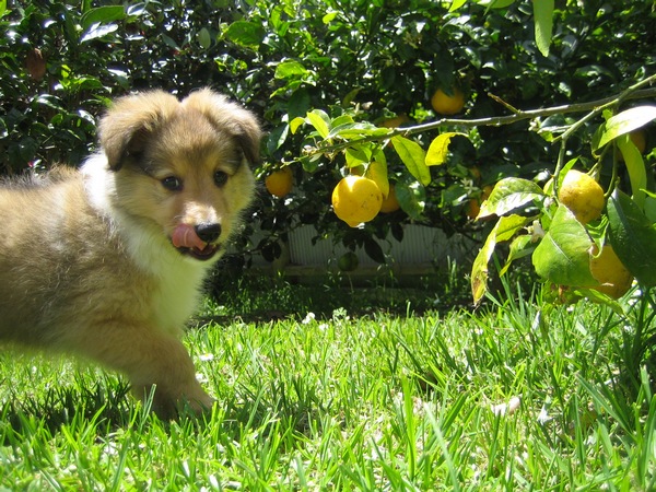 Howard-lemons-2