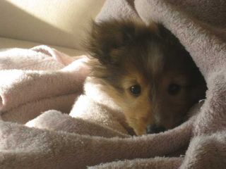 Buffy