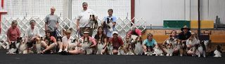 32shelties