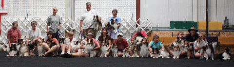 32shelties