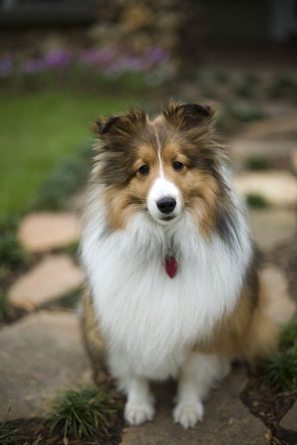 Elvis