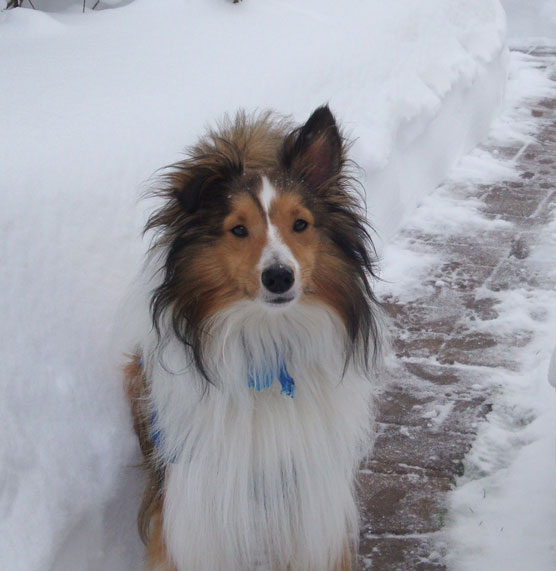 Griffysnow