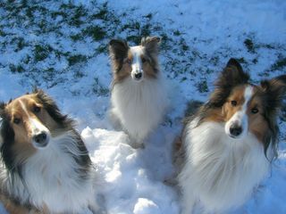 Snowlooks