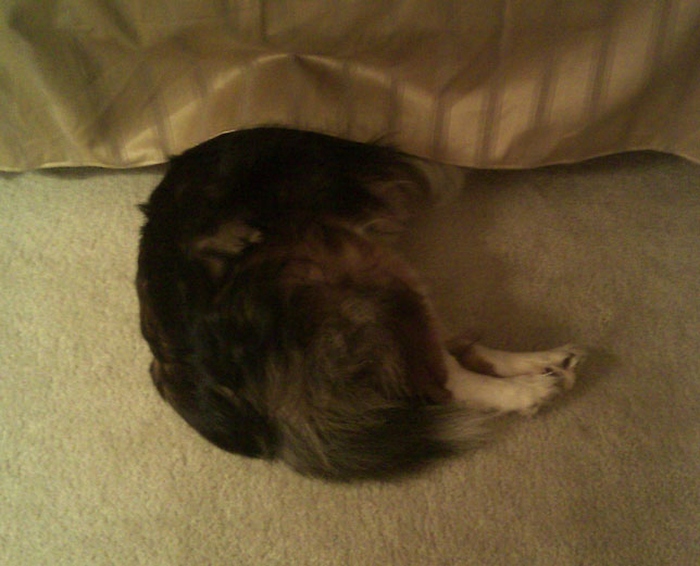 Jesseesleep