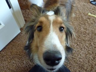 Baileynose