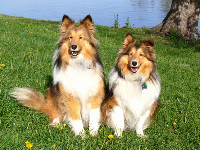 Buddies2