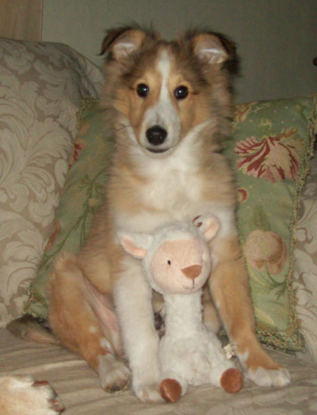 Jaspersheep