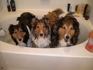 3pups