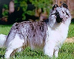 Stella