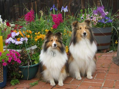Shelties in flower garden