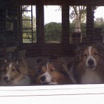 Tyler, Toby & Trevor