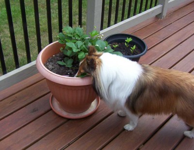 Sheltie eats strawberries