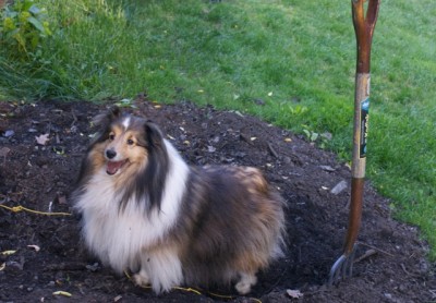 sheltie-in-compost Sheltie standing in garden compost