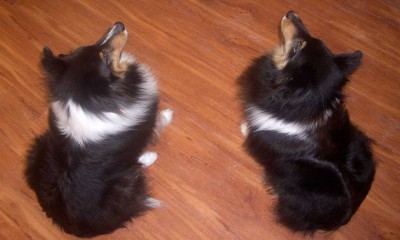 Two tri color Shelties