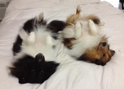 sheltie sleeping on back
