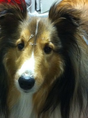 Guilty Sheltie