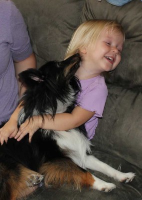 Shetland Sheepdog kissing child