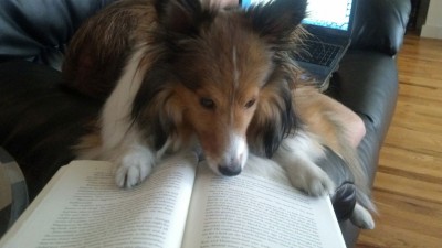 Sheltie reading a book