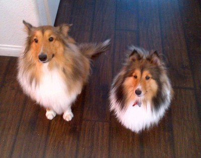 Two Shelties