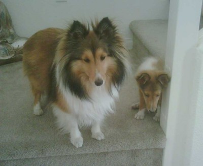 Sheltie puppy