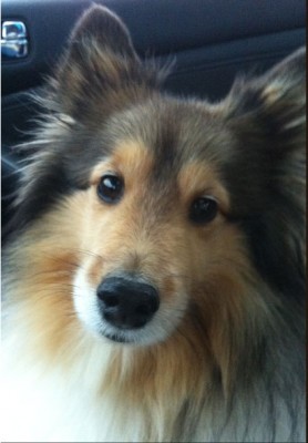 Sheltie giving the look