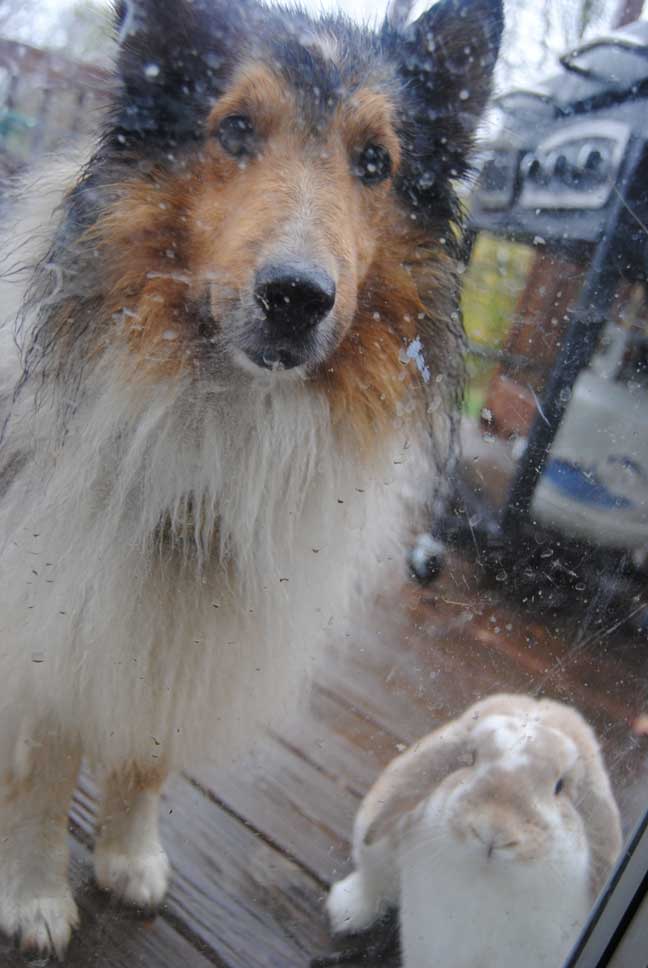rabbit run shelties