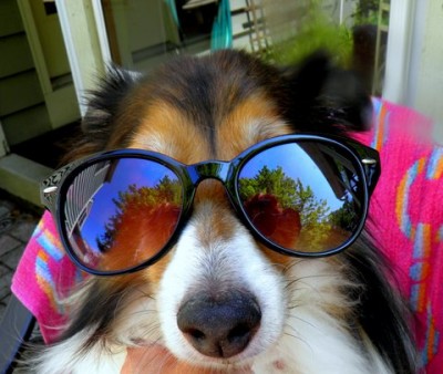 Shetland Sheepdog wearing sunglasses
