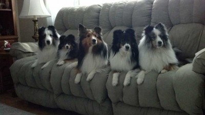 Five Shelties on a couch