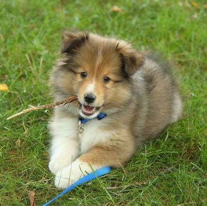 Sheltie Nation | Sheltie Puppies for 