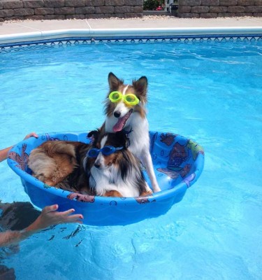 poolshelties