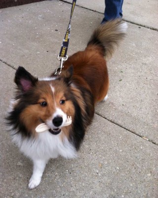 cooperbone