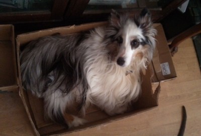 sheltiebox