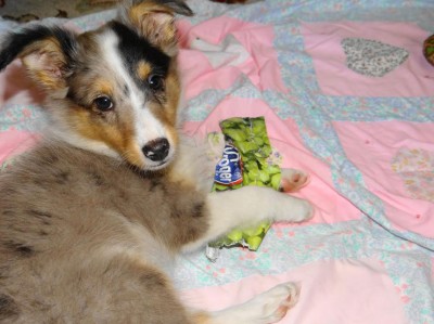 kipper