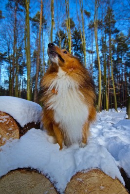 Sheltie looking up