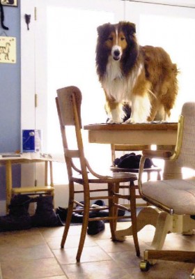 sheltietable