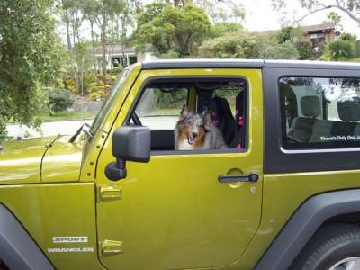 jeepsheltie