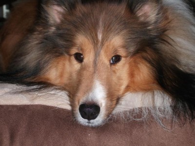 tobyfacecloseup