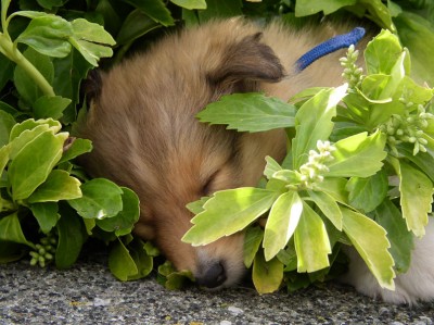 binkysleep